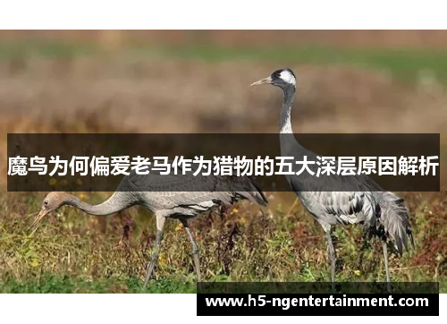 魔鸟为何偏爱老马作为猎物的五大深层原因解析